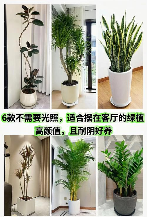 Indoor plants