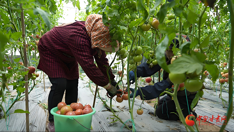 早春大棚甜瓜种植技术