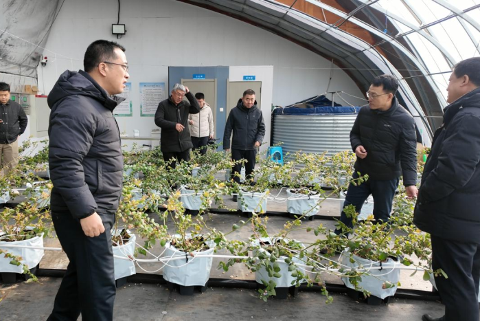 早春大棚甜瓜种植技术