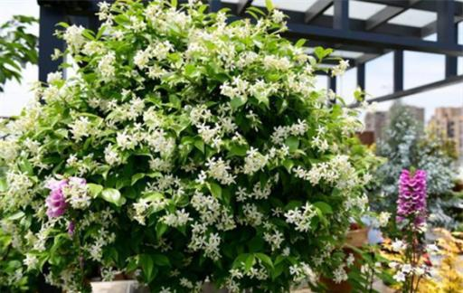 Methods and care for the cultivation of multi-fatal plants