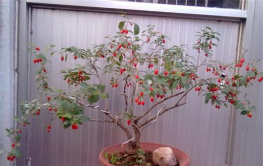 Methods and care for the cultivation of multi-fatal plants