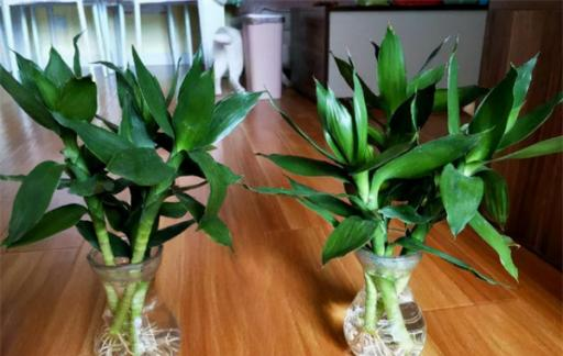 Methods and care for the cultivation of multi-fatal plants