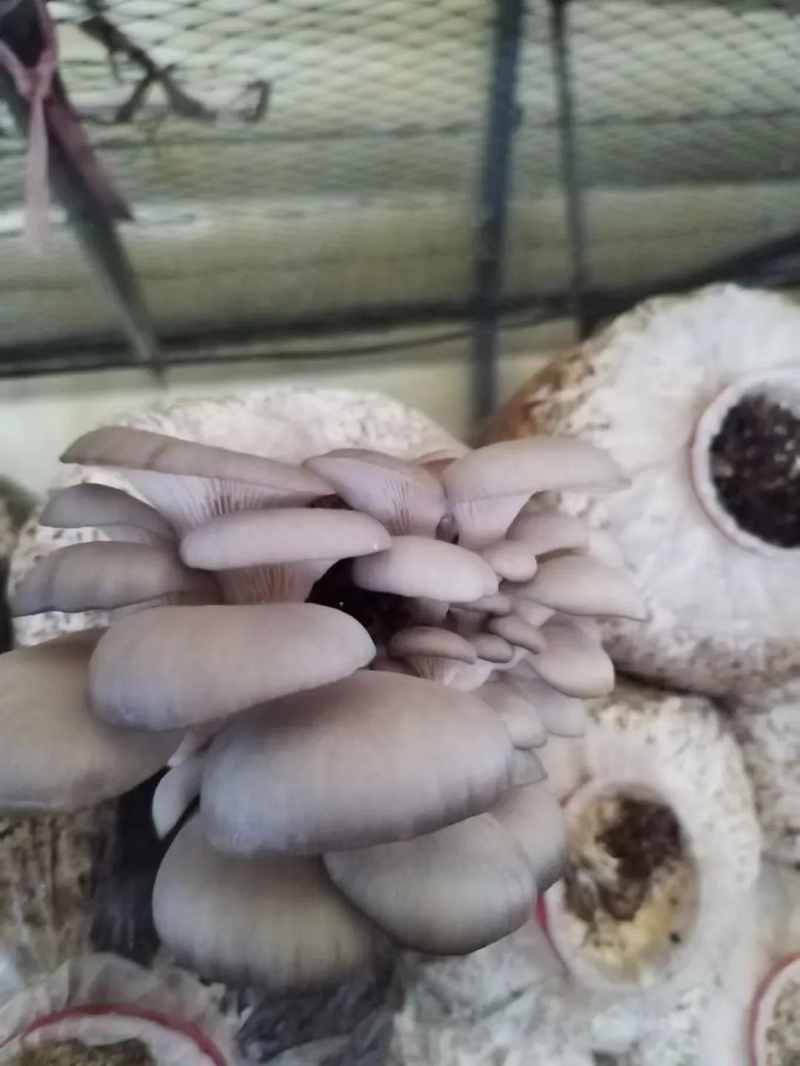 最先进食用菌种植技术