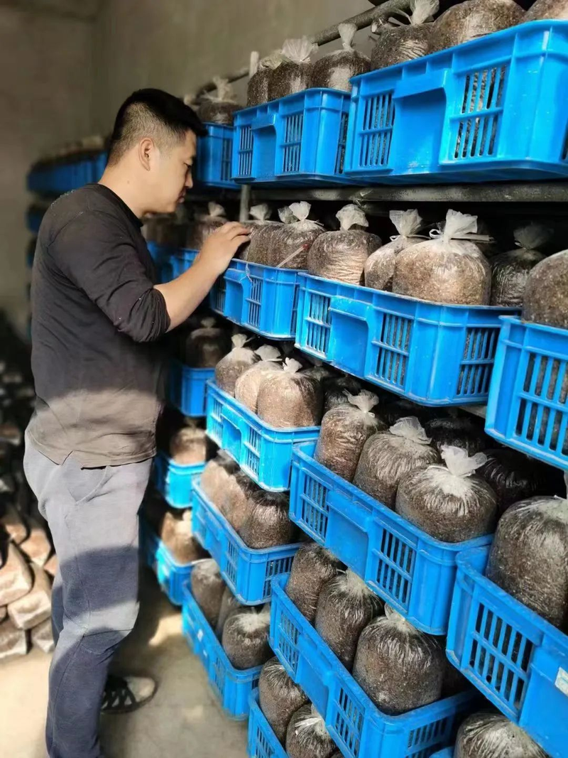 最先进食用菌种植技术