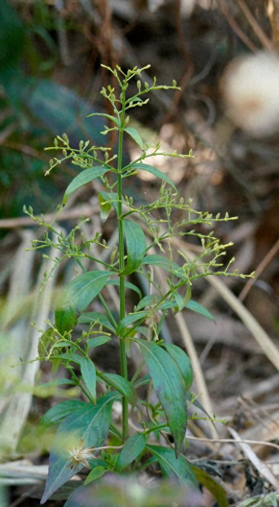 穿心莲的家庭种植方法