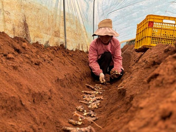 生姜种植技术视频