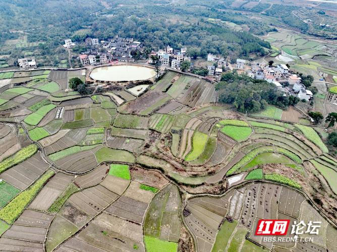 生姜种植技术视频