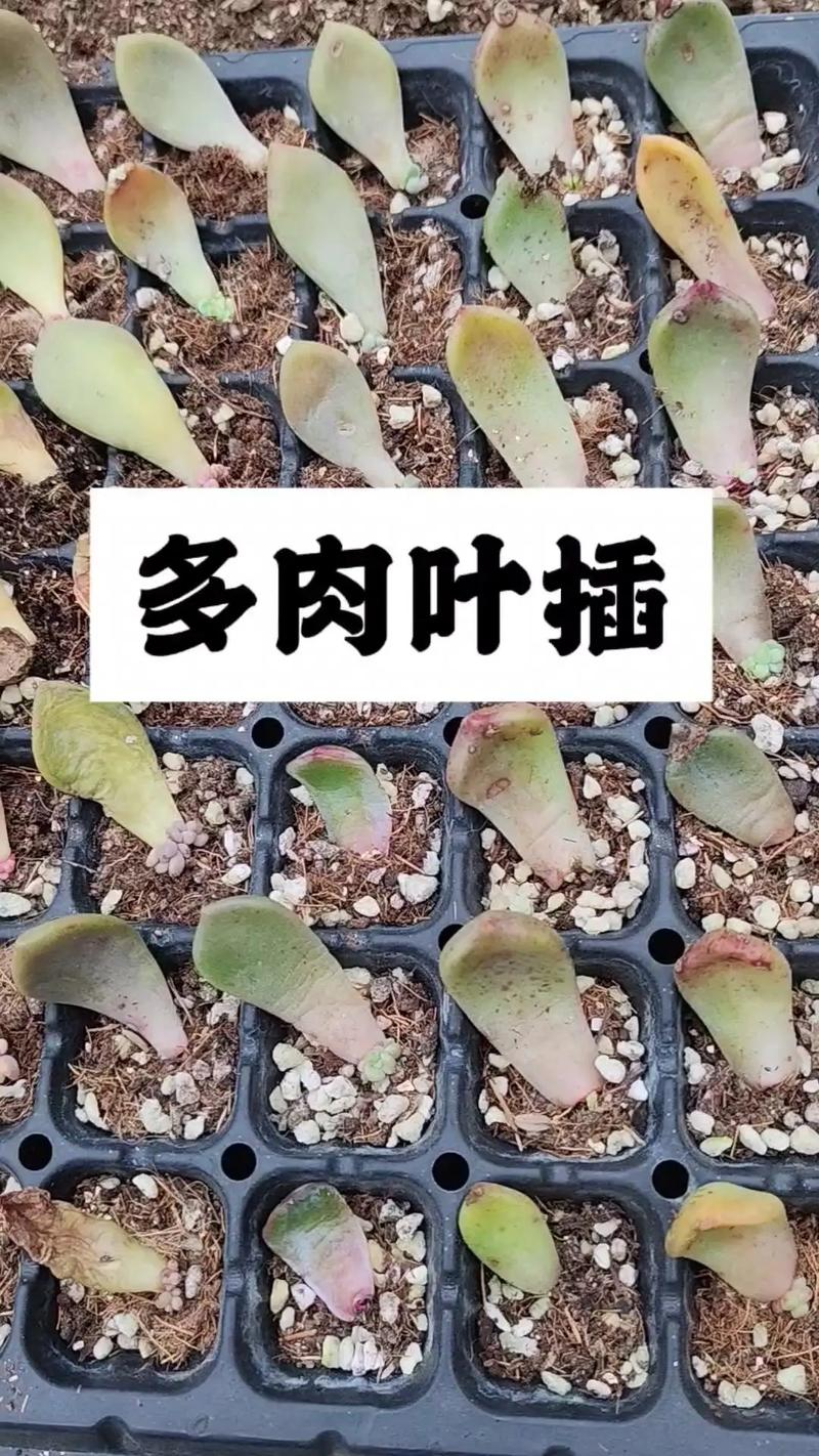 Methods and care for the cultivation of multi-fatal plants