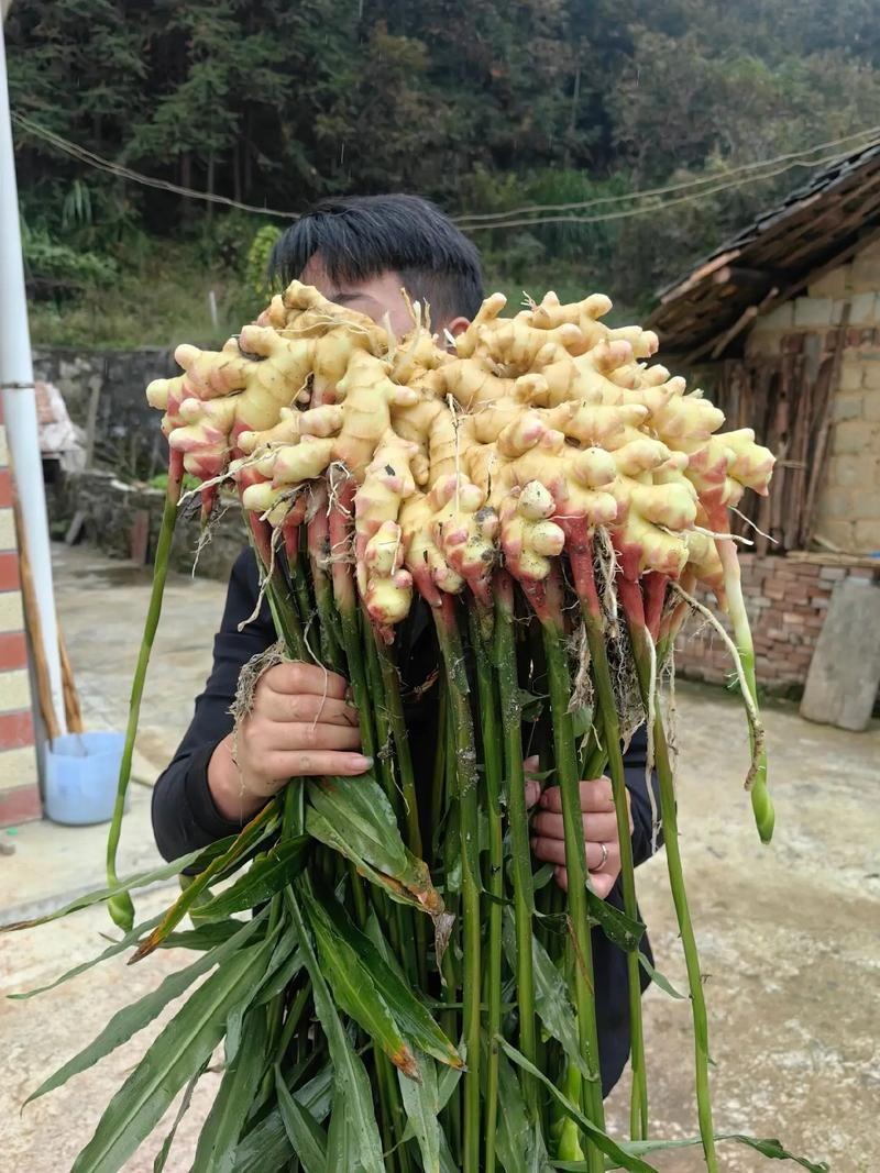 生姜种植技术视频