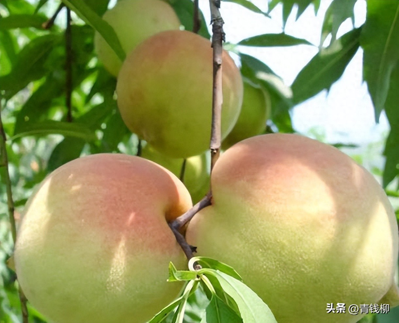 黄桃树的种植技术