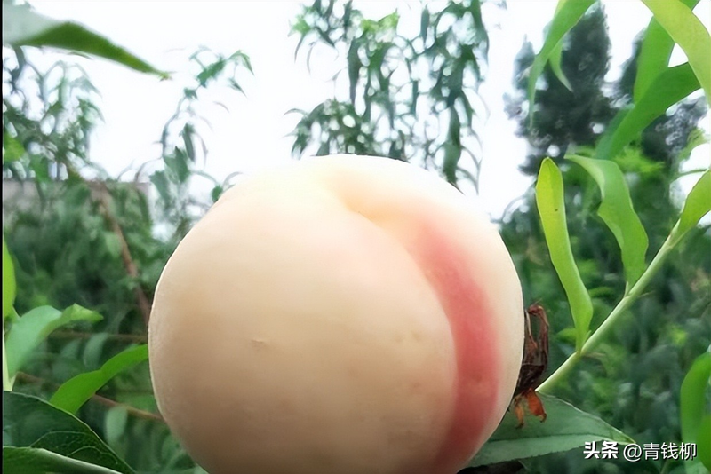 黄桃树的种植技术