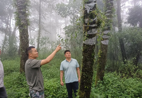 石斛的种植技术