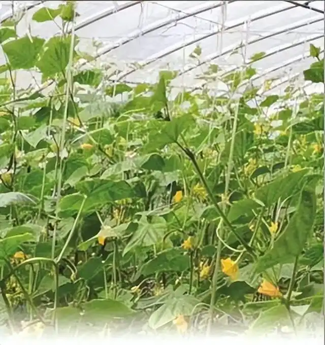 温室大棚种植蔬菜