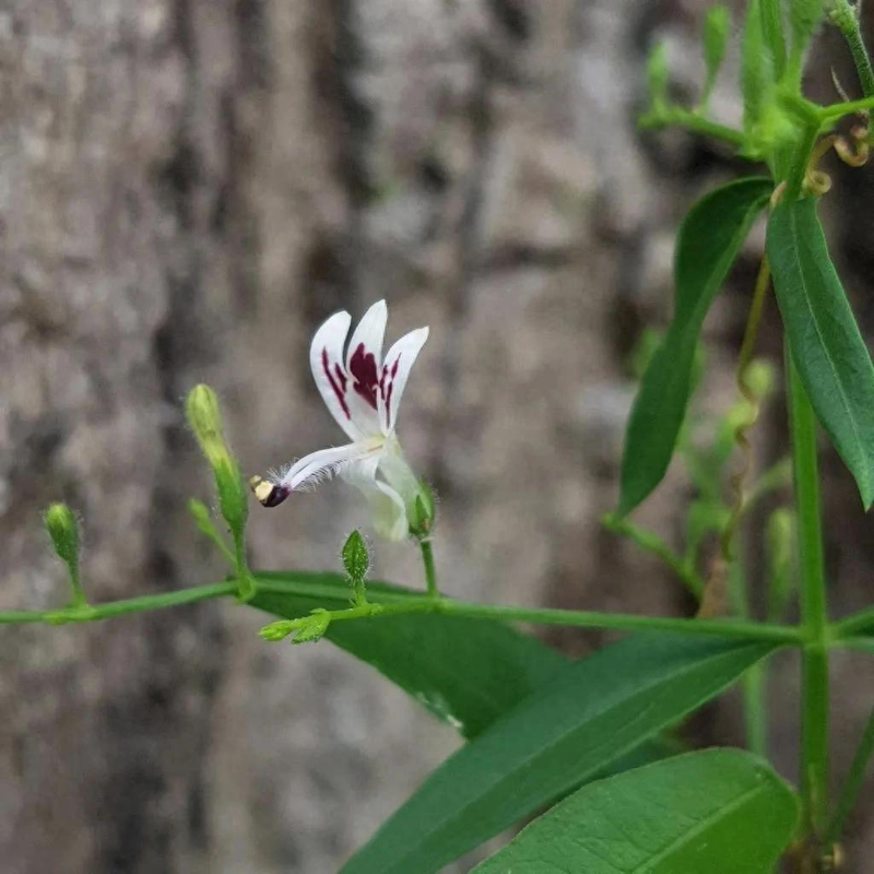 Family farming methods in heartland