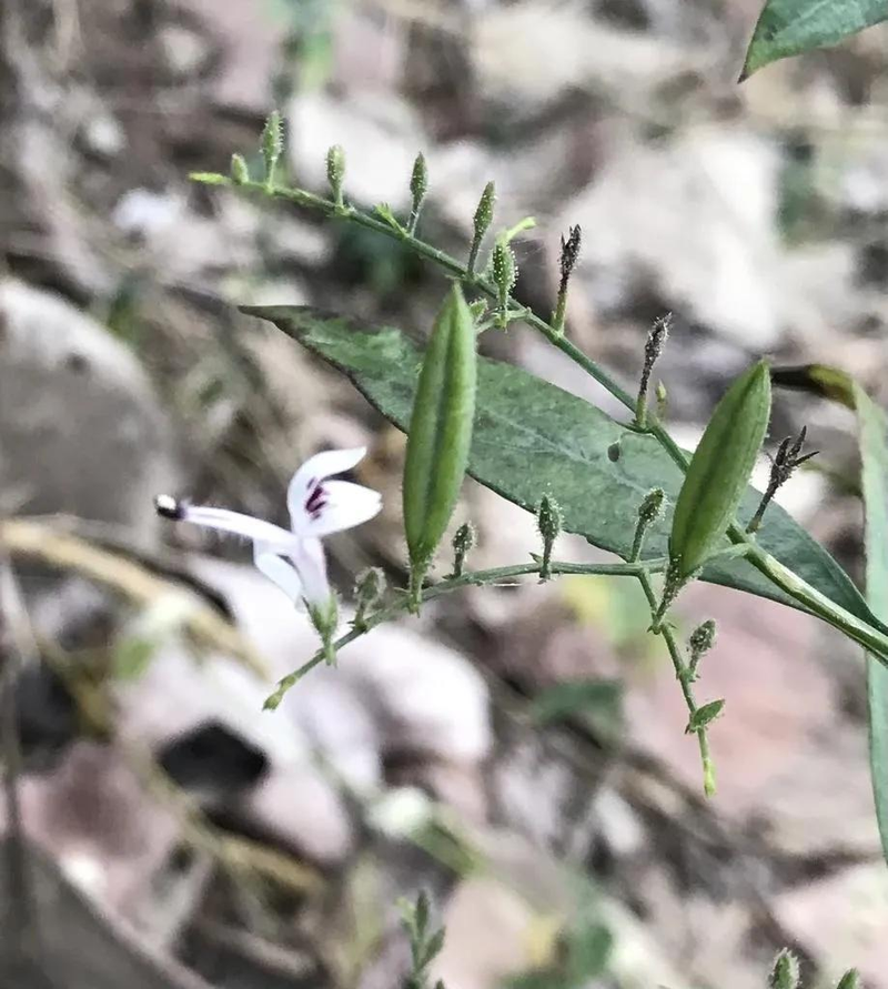 Family farming methods in heartland
