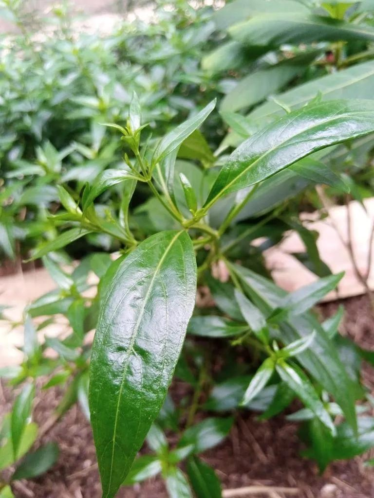 Family farming methods in heartland