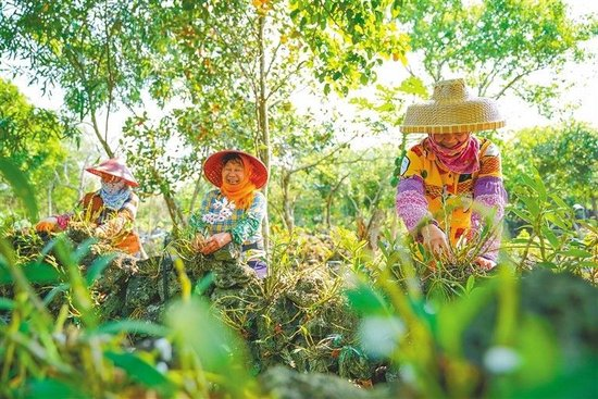 石斛的种植技术