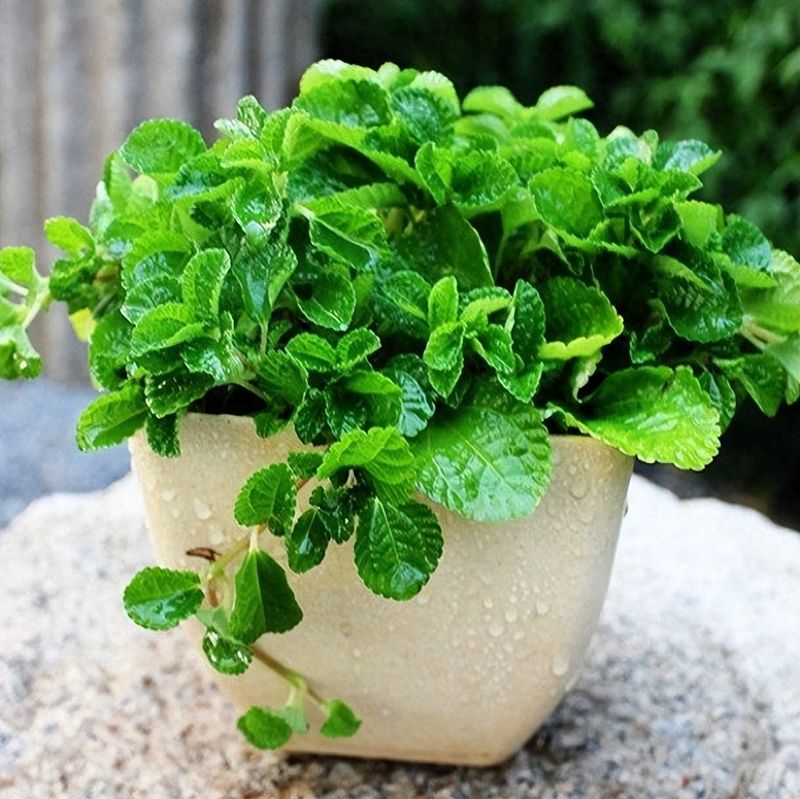 穿心莲的家庭种植方法