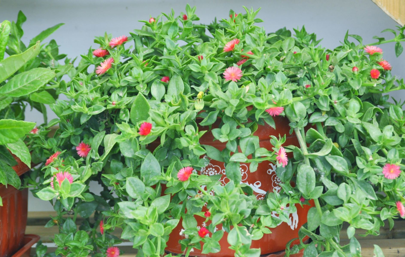 穿心莲的家庭种植方法