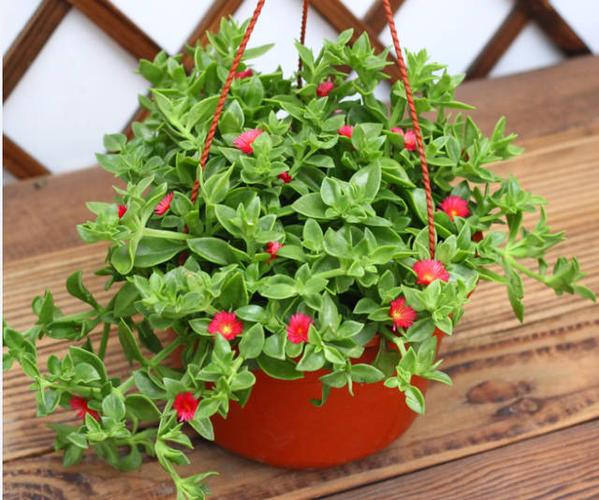 穿心莲的家庭种植方法