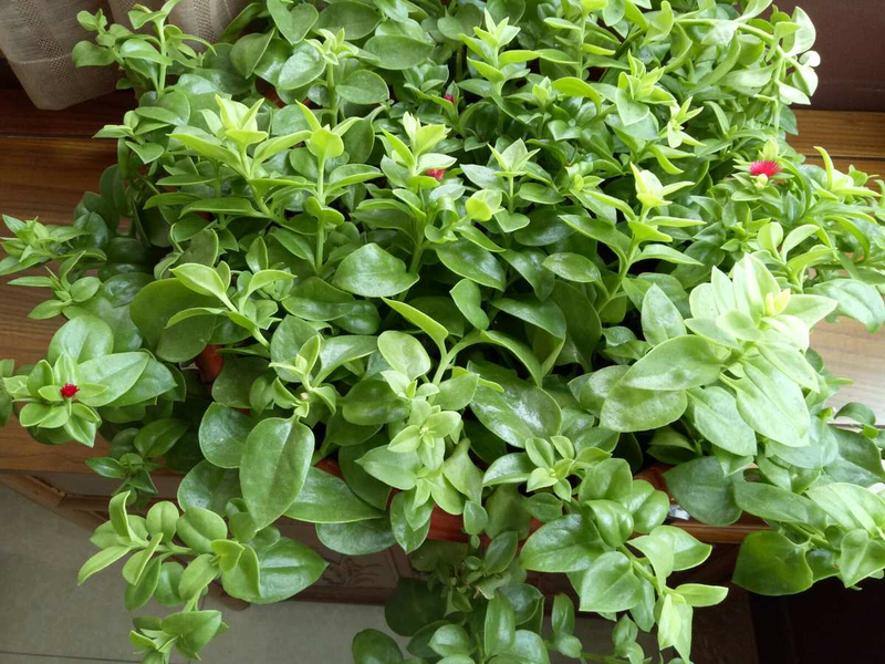 穿心莲的家庭种植方法