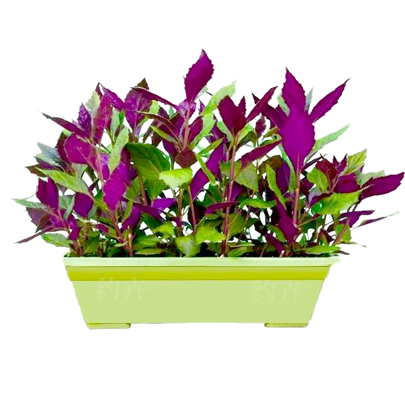 穿心莲的家庭种植方法