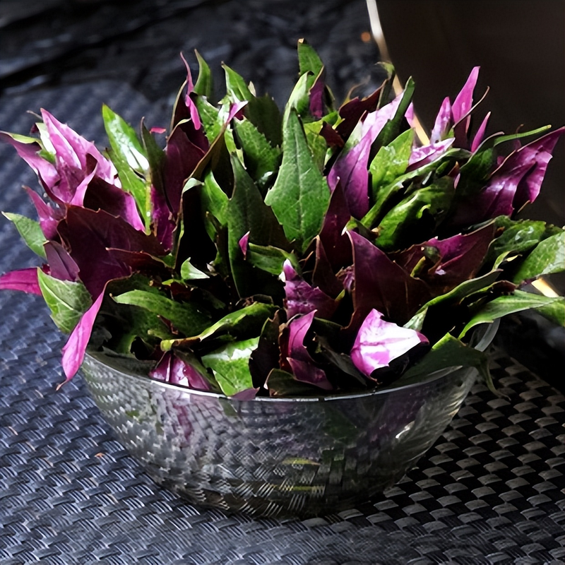 穿心莲的家庭种植方法