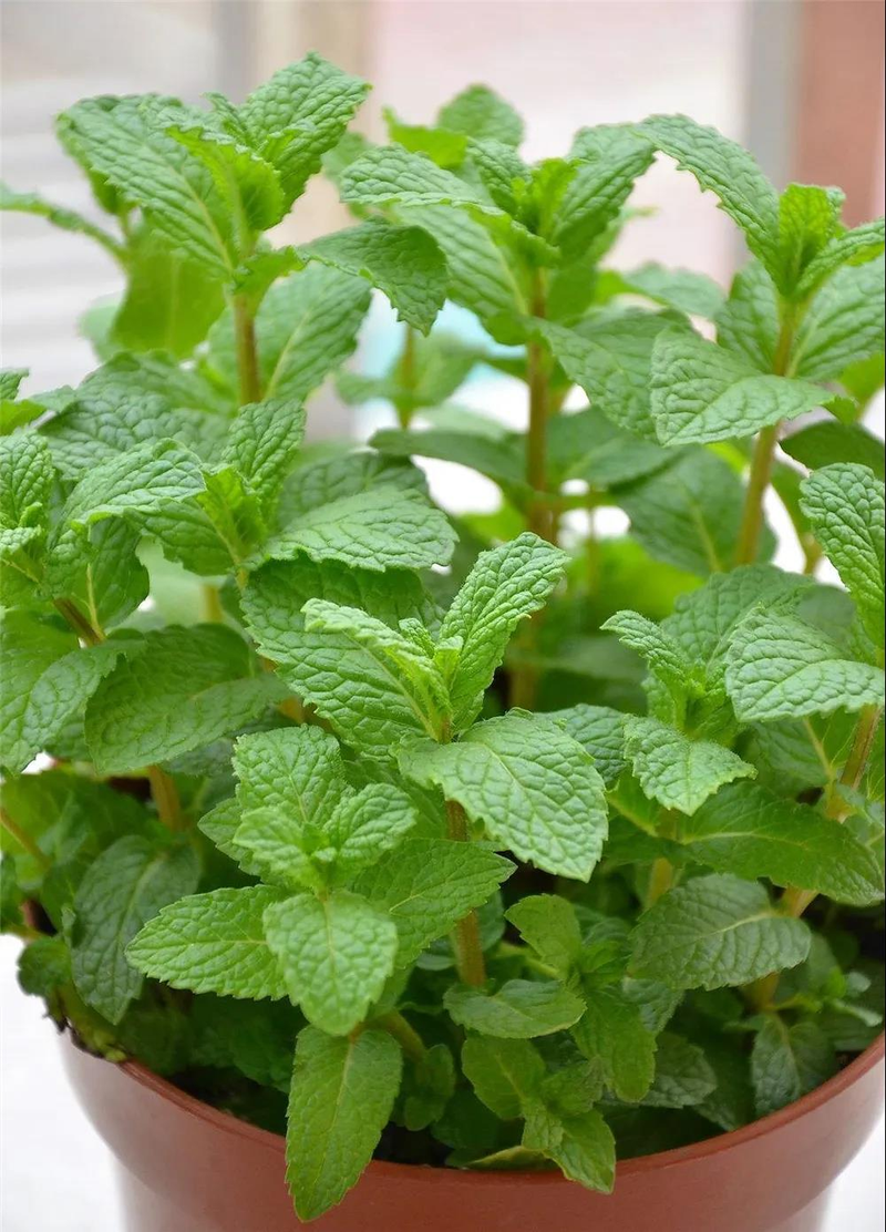 穿心莲的家庭种植方法