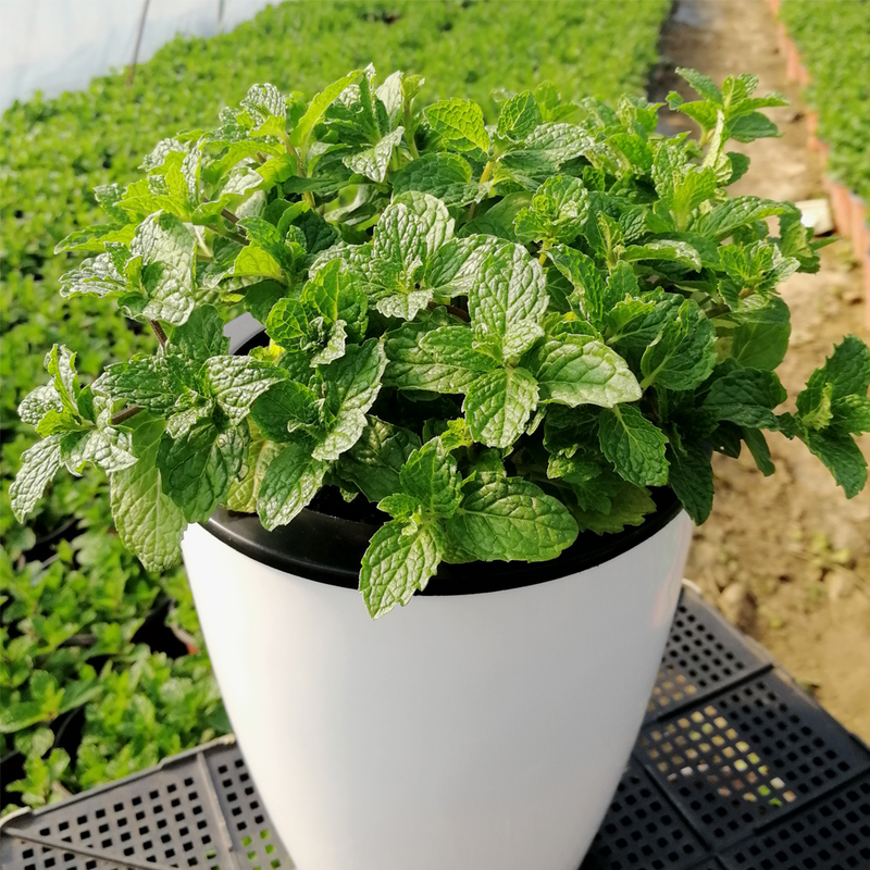 穿心莲的家庭种植方法