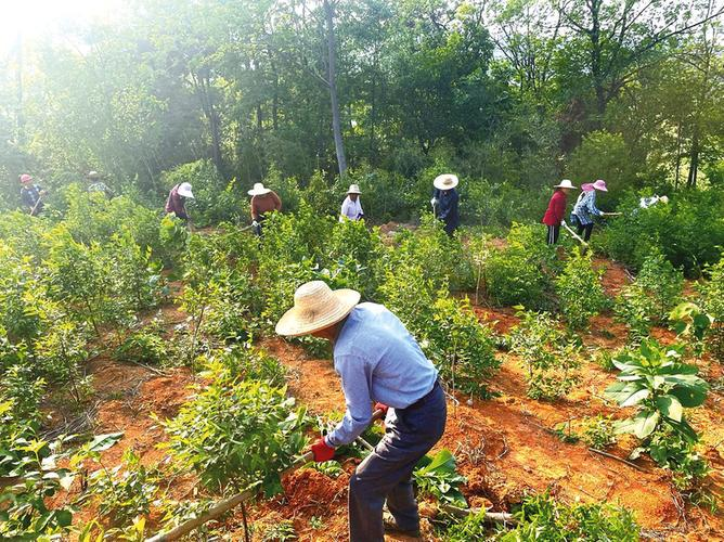 Soft oil and tea cultivation techniques