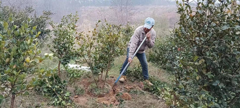 Soft oil and tea cultivation techniques