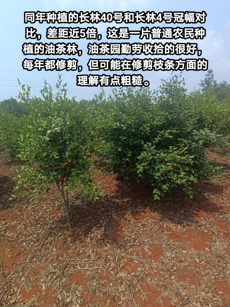 Soft oil and tea cultivation techniques