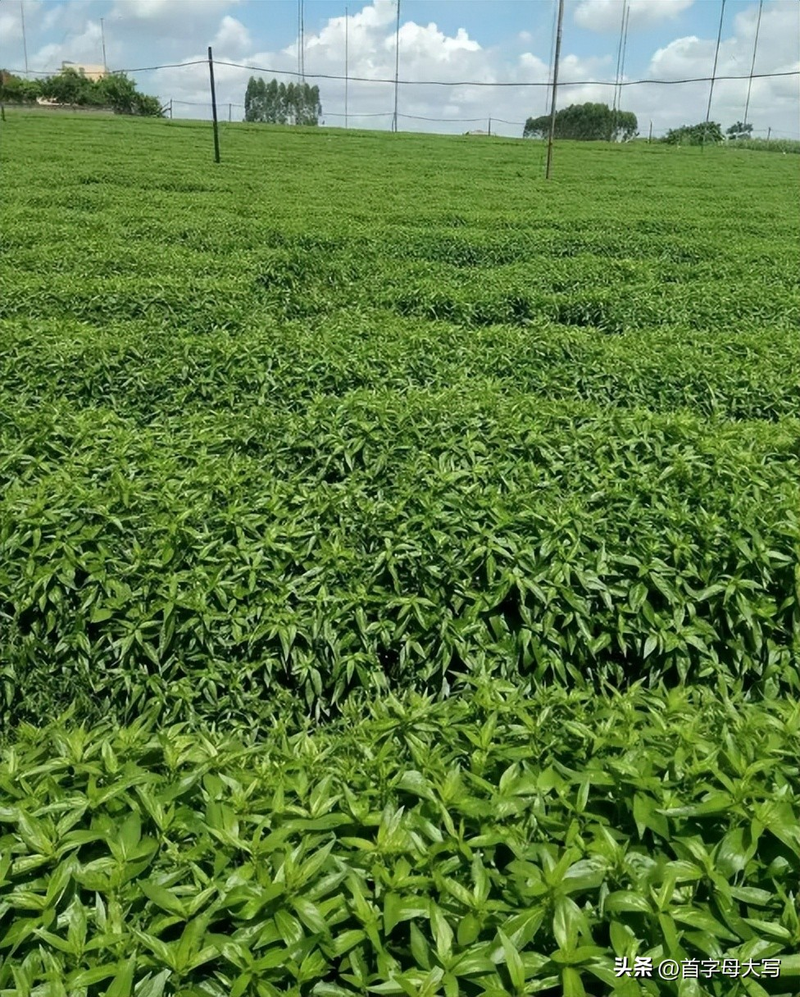 Family farming methods in heartland