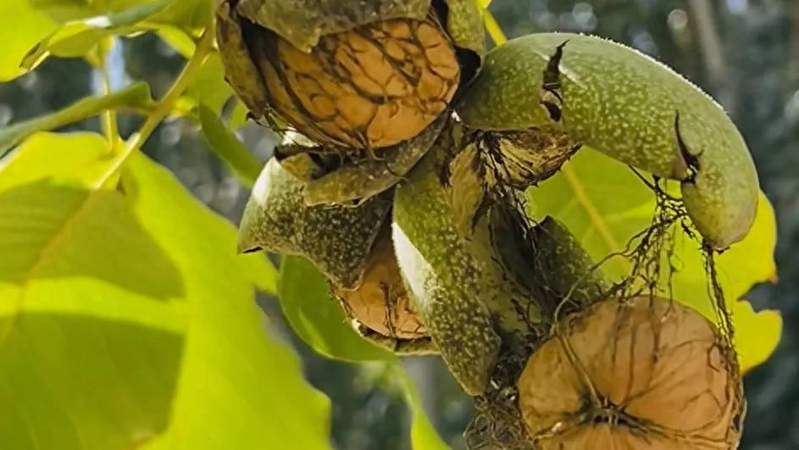 想种“摇钱树”？这五种高收益树种，市场前景好，管护轻松