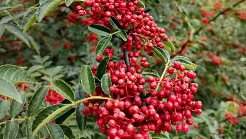 What kind of fruit tree is it