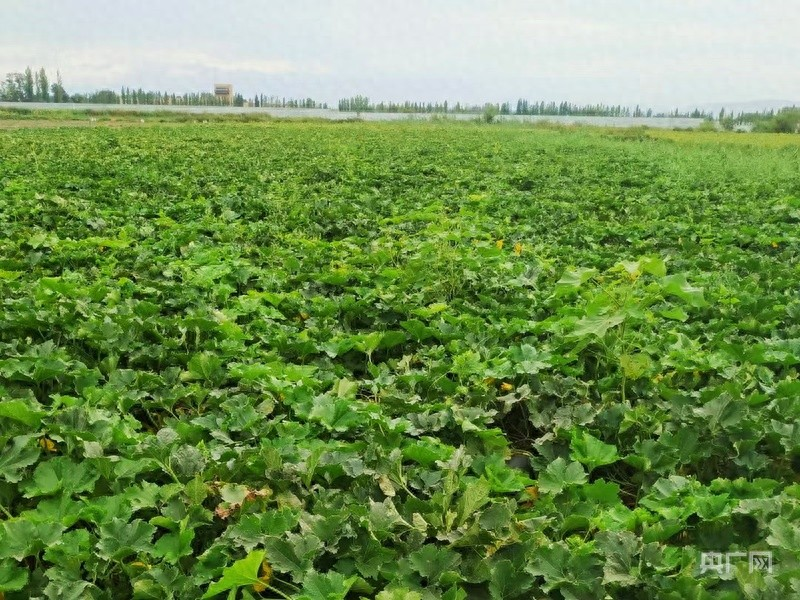 小东瓜种植方法