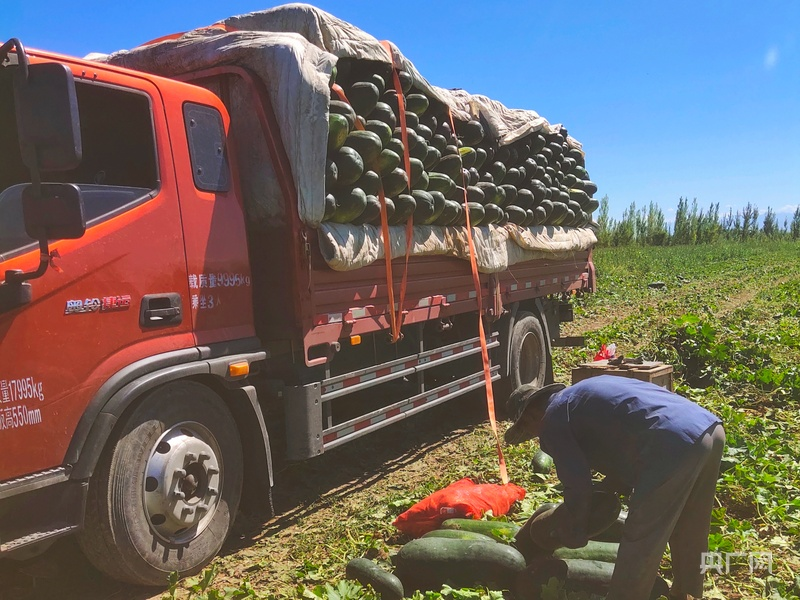 小东瓜种植方法