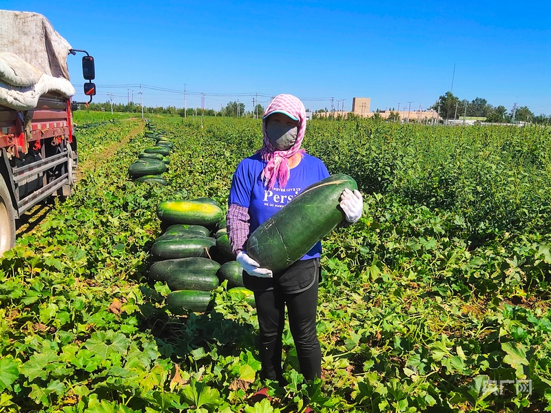 小东瓜种植方法