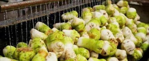 芥菜的种植方法