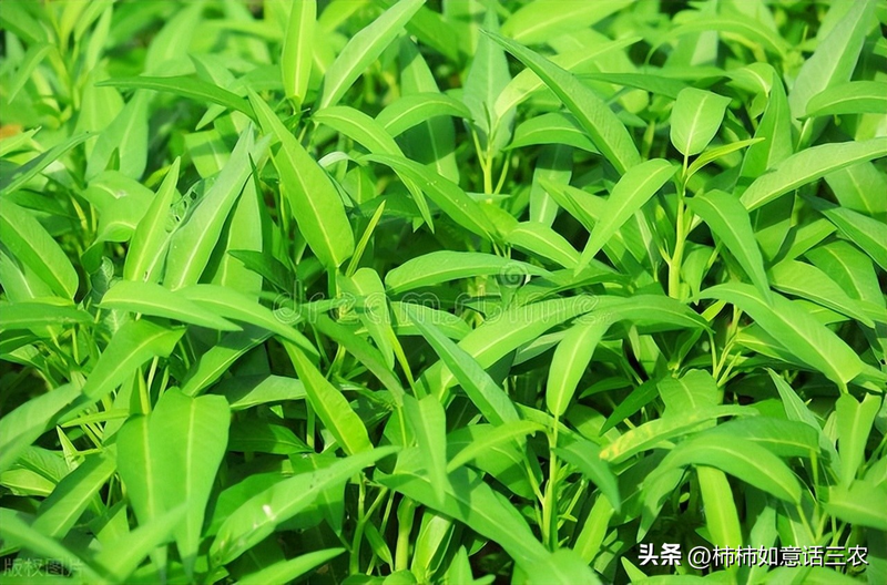 The way the potted cabbage is grown