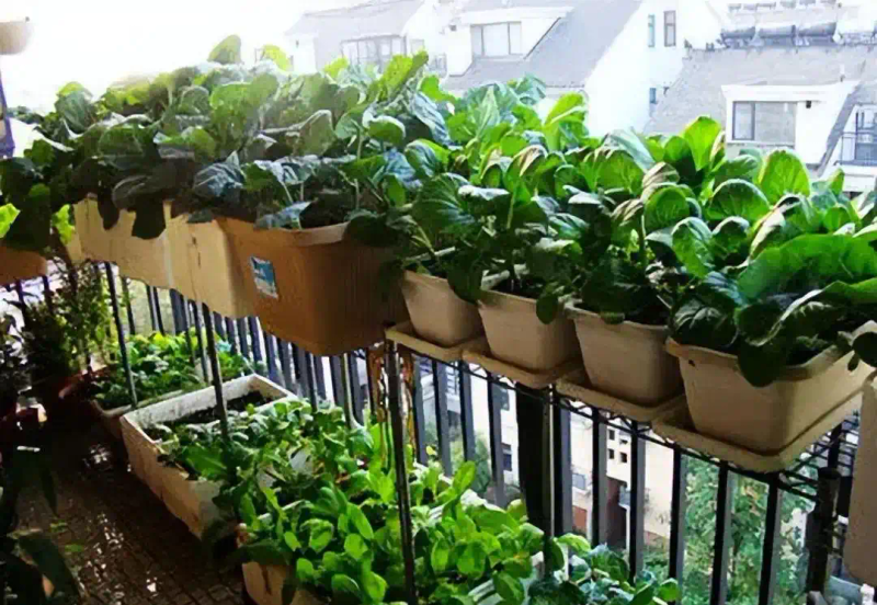 Family balcony gardening