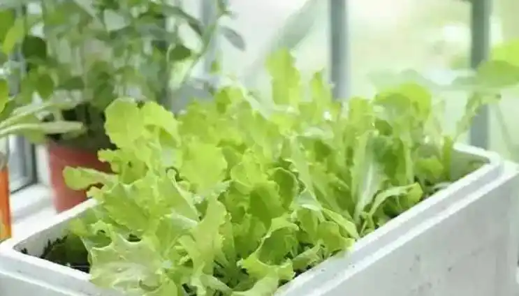 Family balcony gardening
