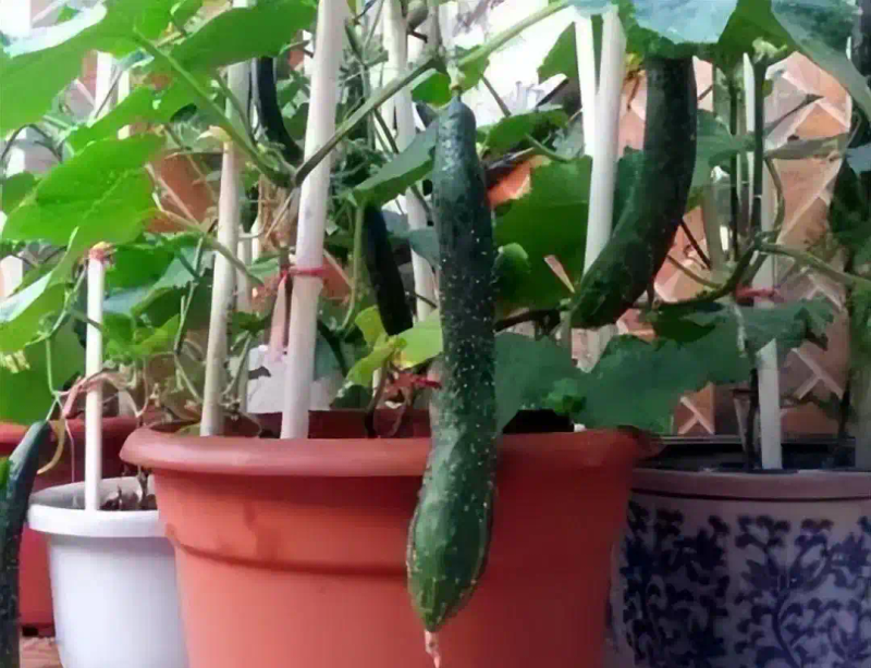 Family balcony gardening