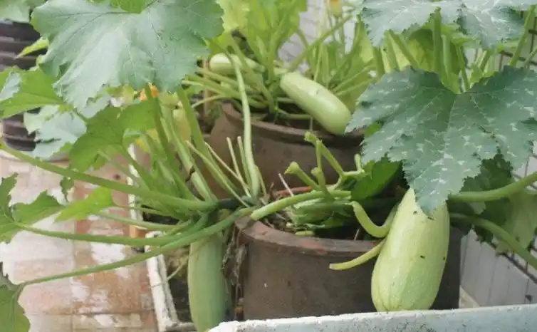 Family balcony gardening