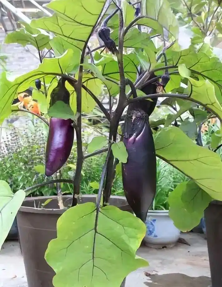 Family balcony gardening