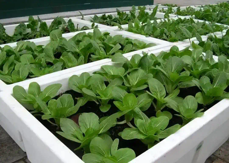 Family balcony gardening