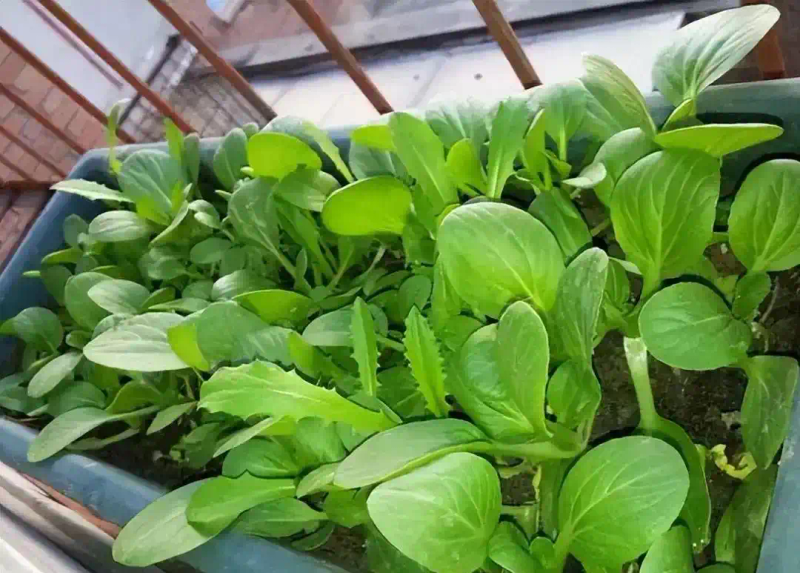 Family balcony gardening