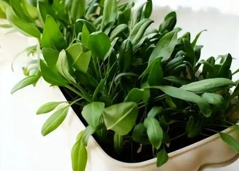 Family balcony gardening