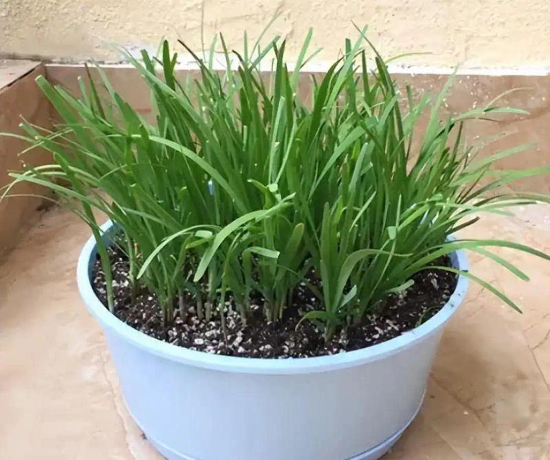 Family balcony gardening