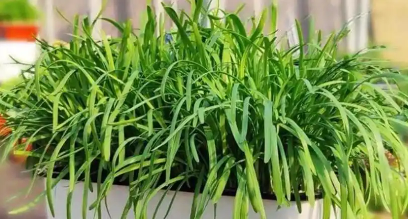 Family balcony gardening